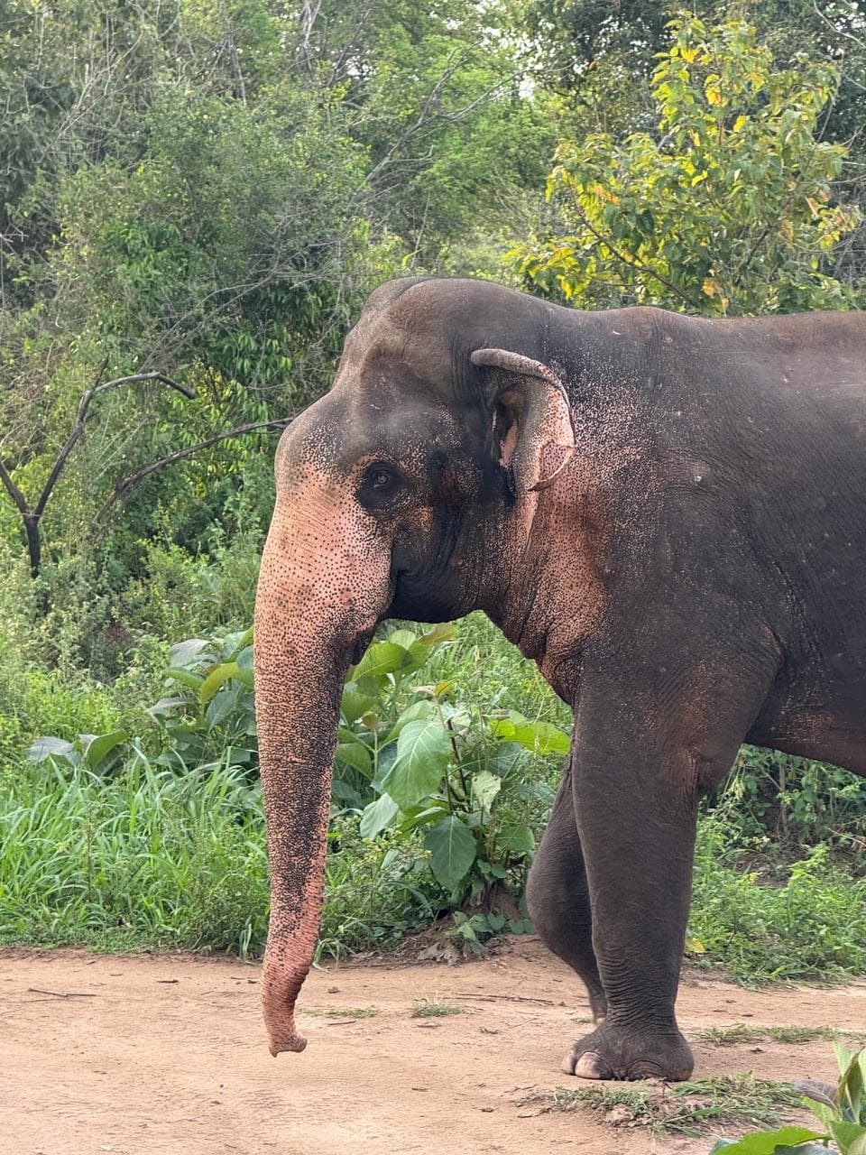 A wild elephant walking beside a dirt track on safari in Sri Lanka