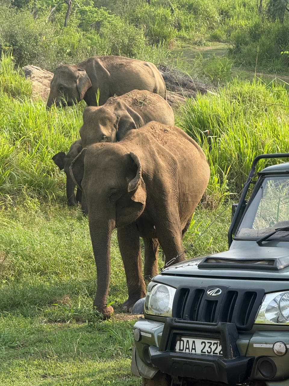 A herd of wild elephants, including a calf, seen from a safari jeep