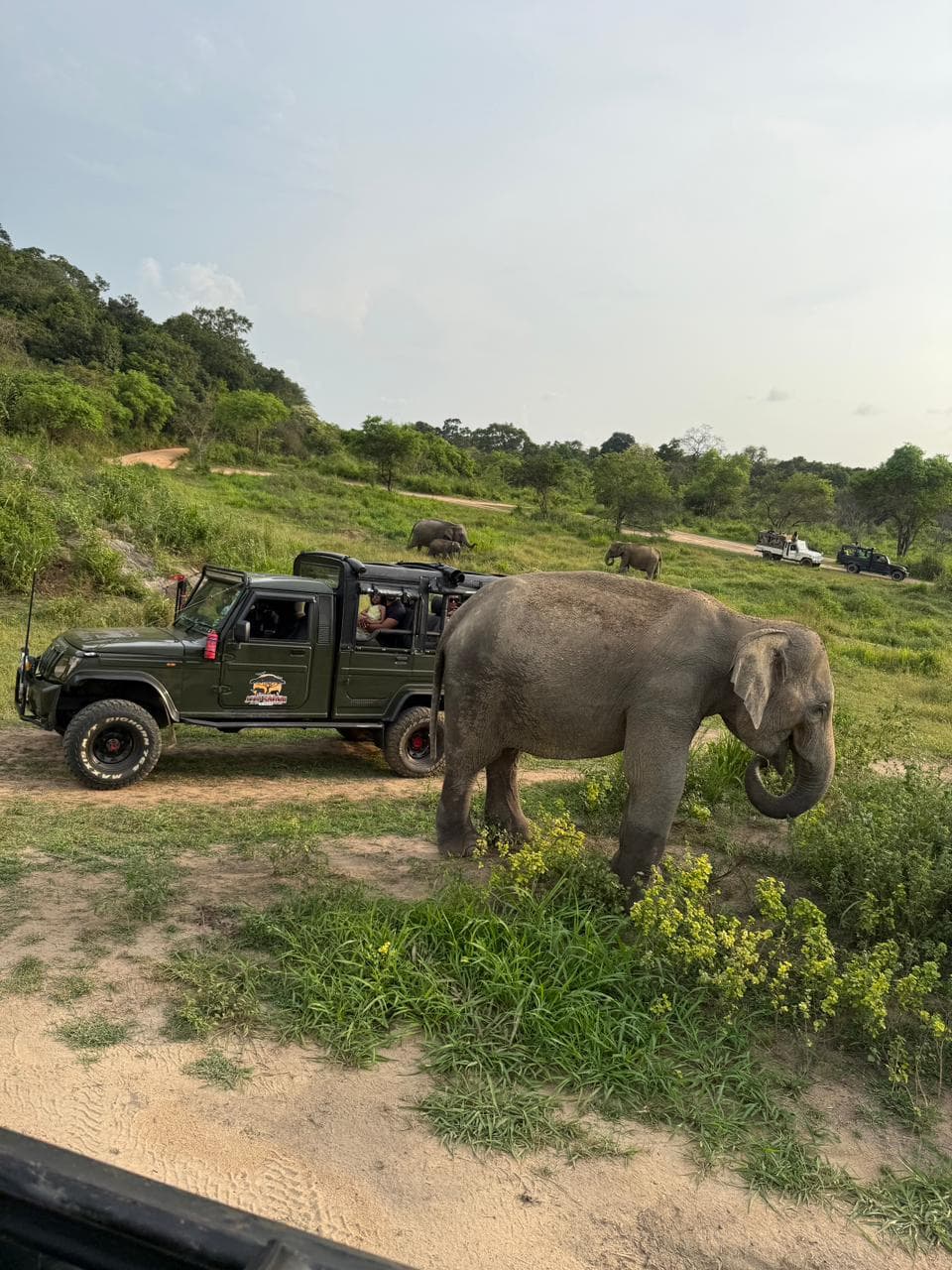 A wild elephant beside a safari jeep, with more elephants grazing beyond